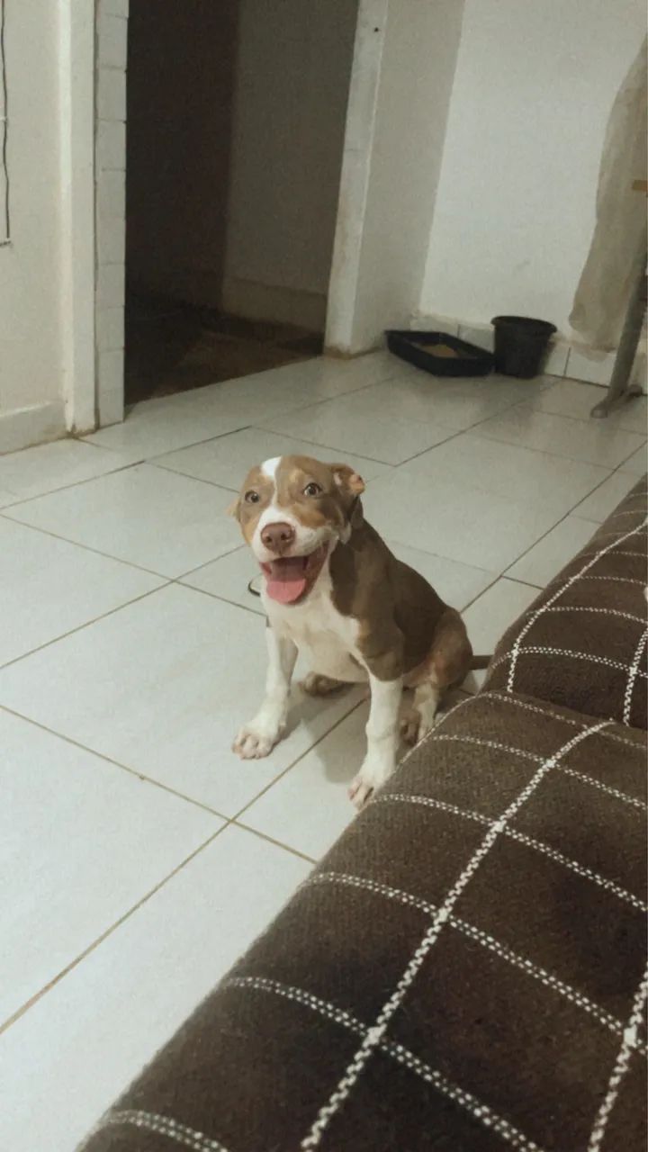 Cachorro  - Foto 3