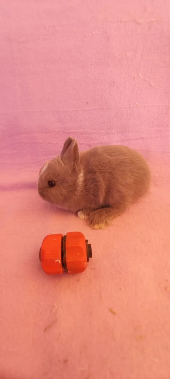 Netherland Dwarf  - Foto 5