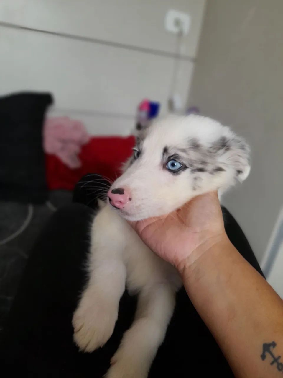 Boder collie venda
