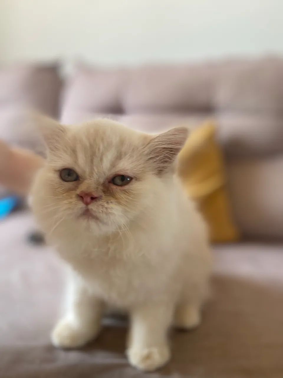 Gato persa - Foto 2