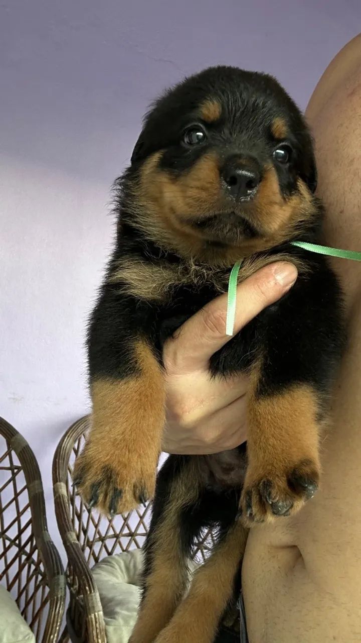 Animais 