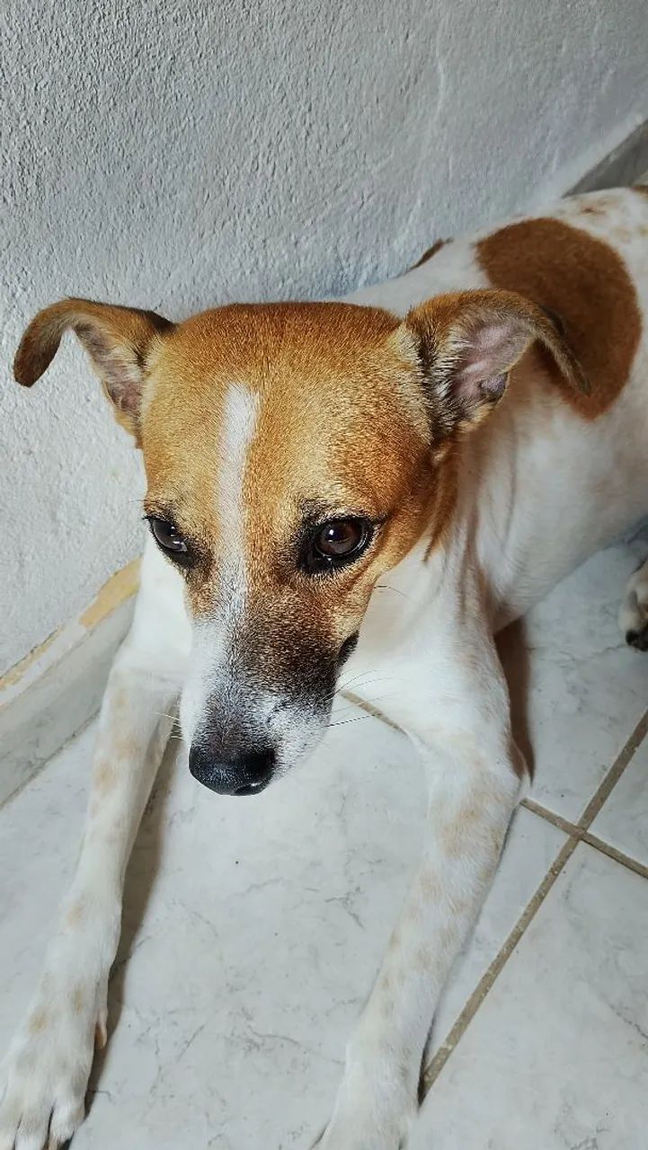 Doa- se cachorro 