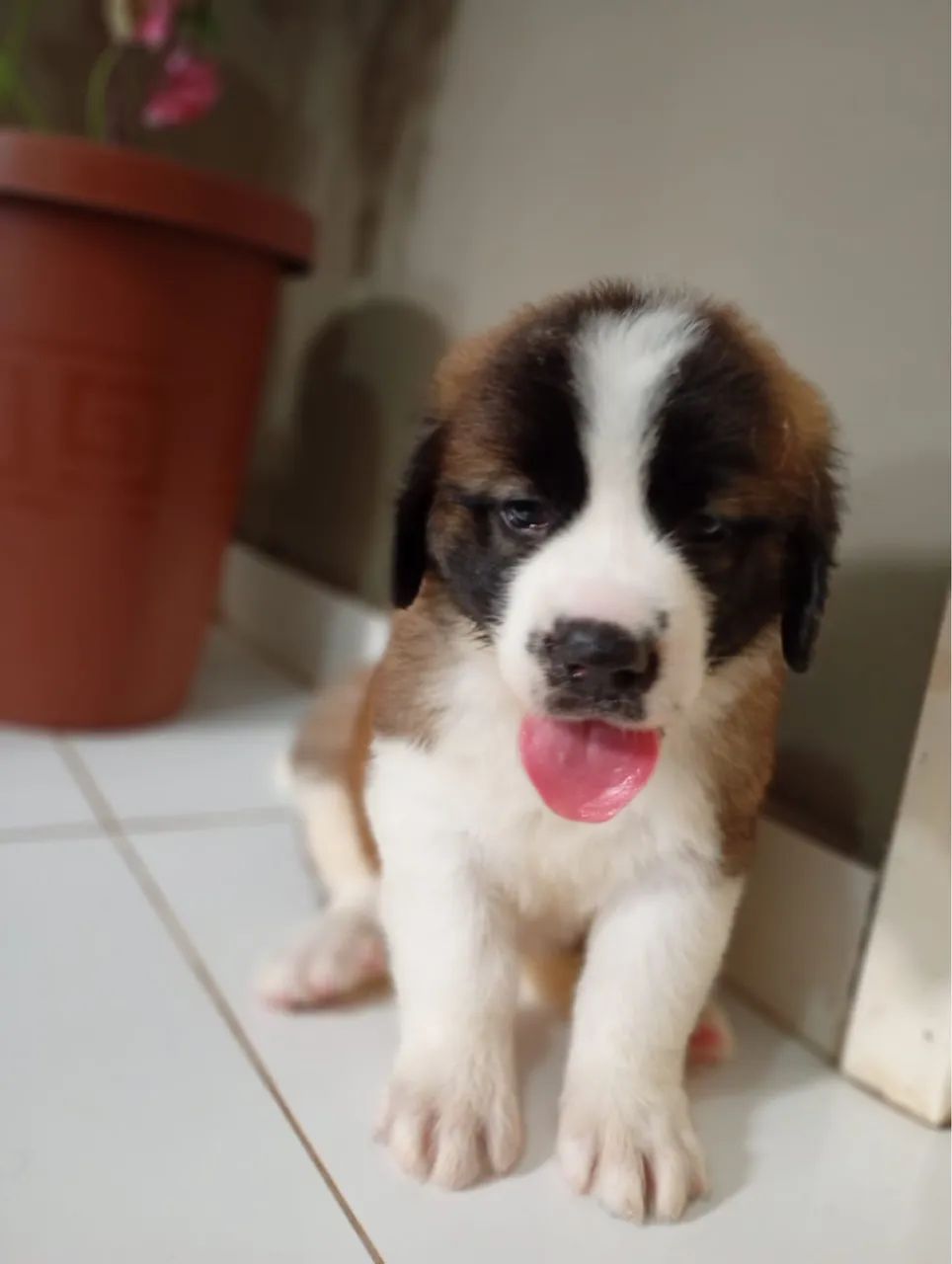 Pet - Foto 6