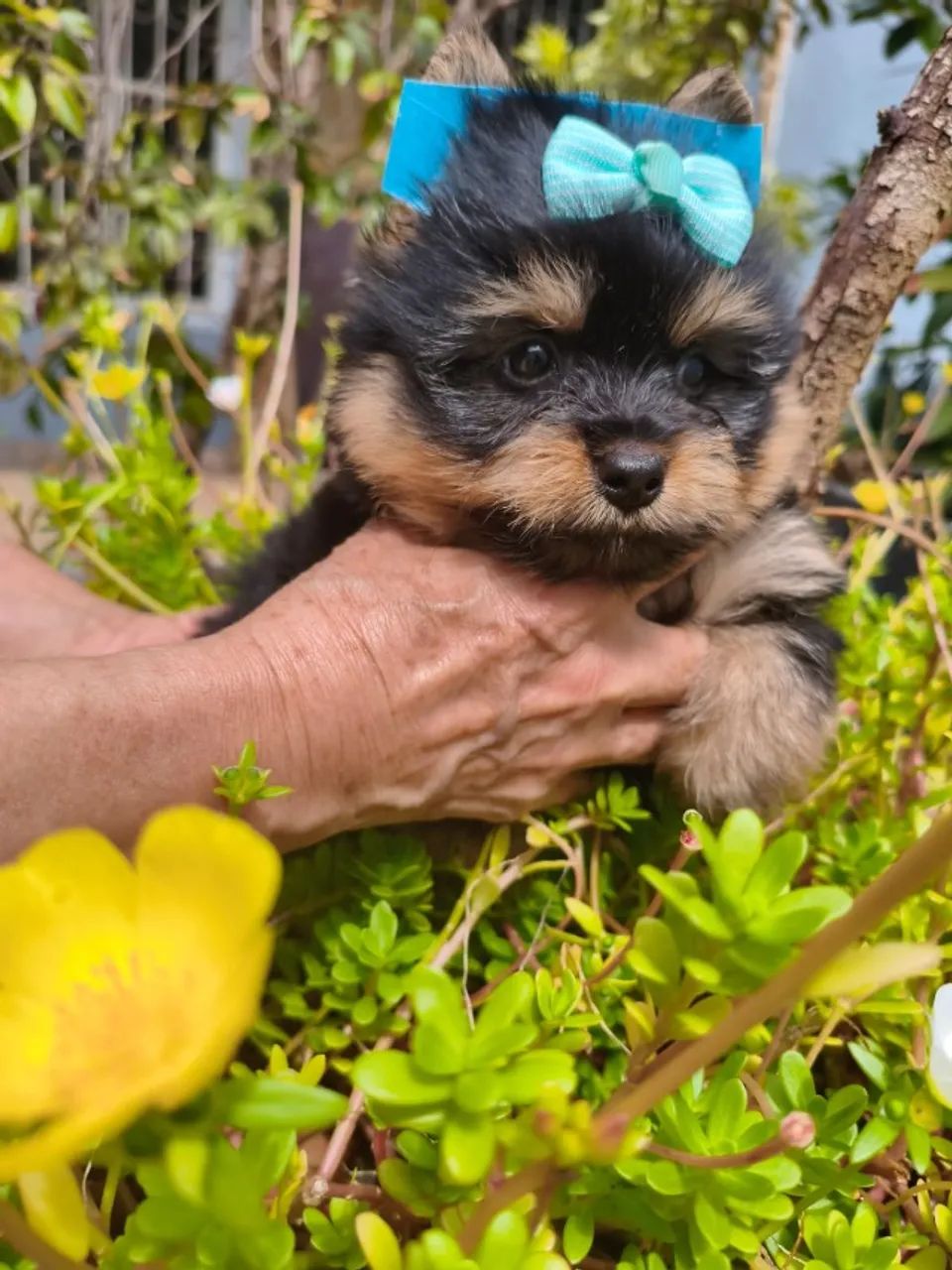 Yorkshire Terrier puro e saudável Macho