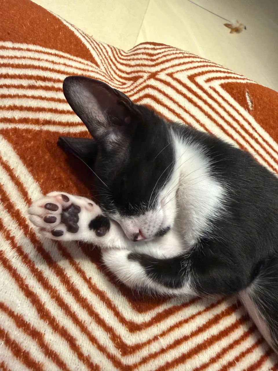 Gata adoção responsável  - Foto 4