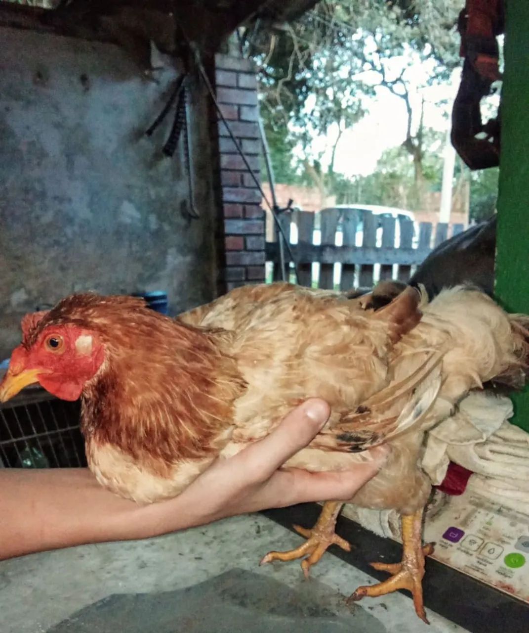 Vende se duas galinhas 
