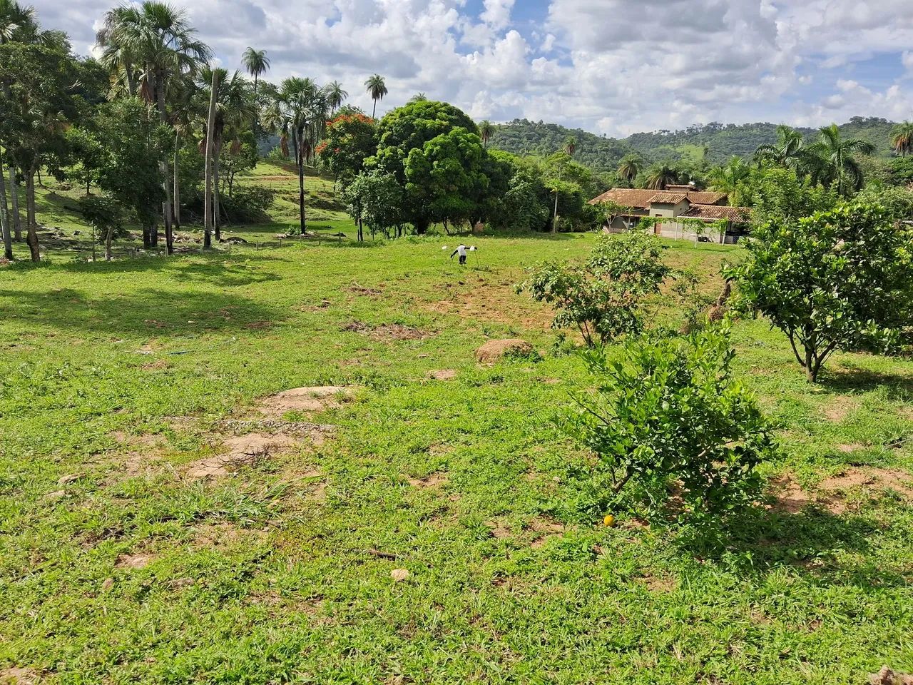 Fazenda 67 hectares 60 km do Ceasa  - Foto 5