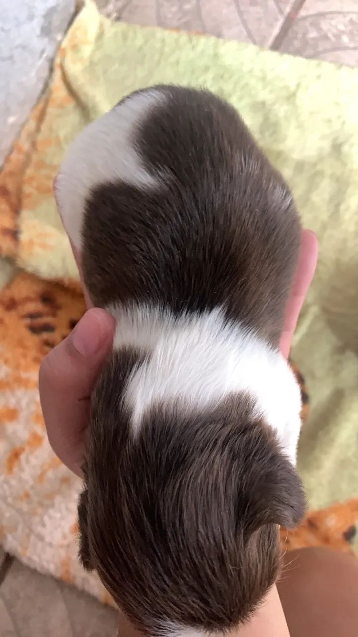 Cachorrinho shitzu  - Foto 2