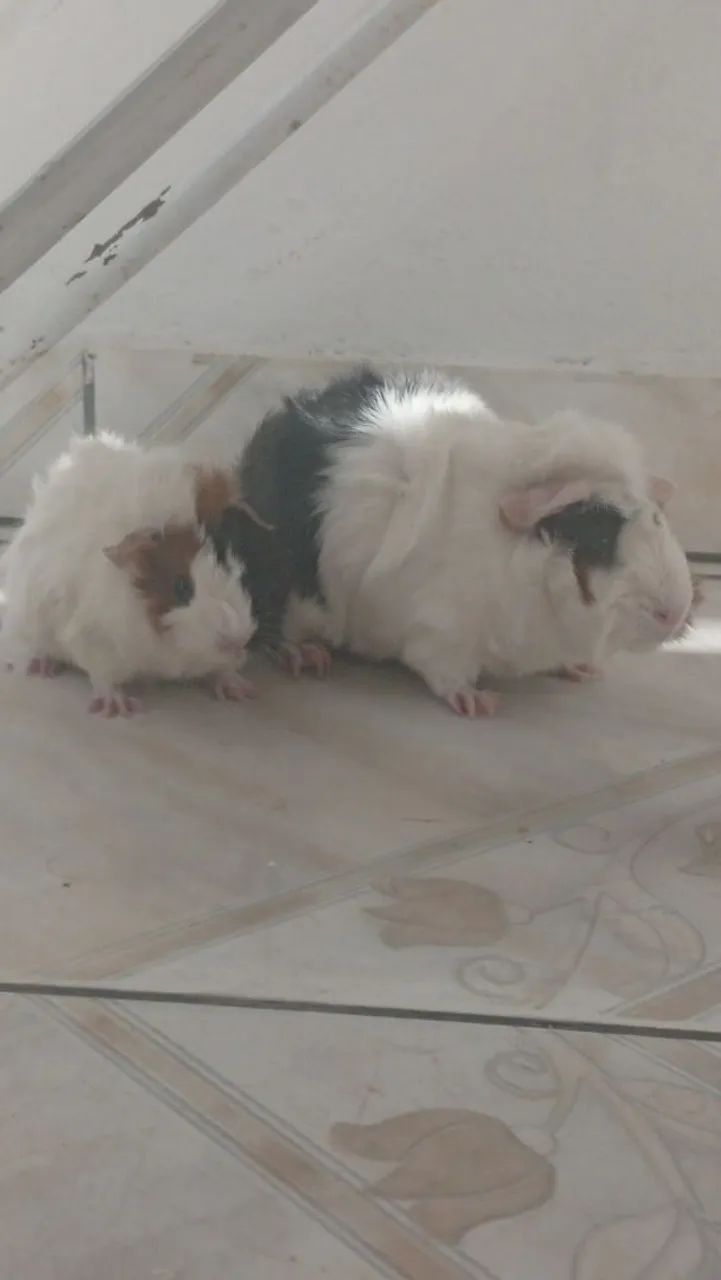 Porquinhos da índia - preá - Foto 5