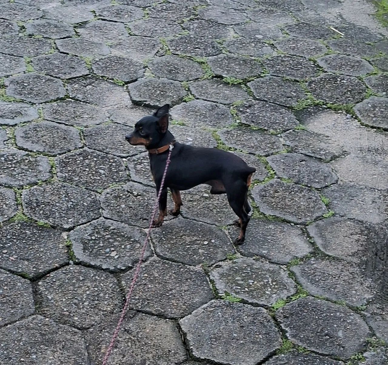Pinscher - Foto 2