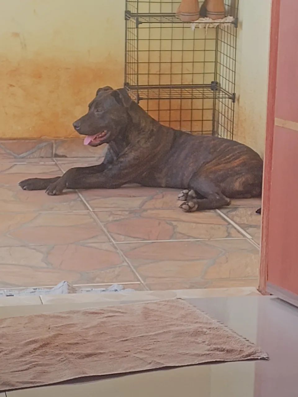 Doa- se pit bull  - Foto 5