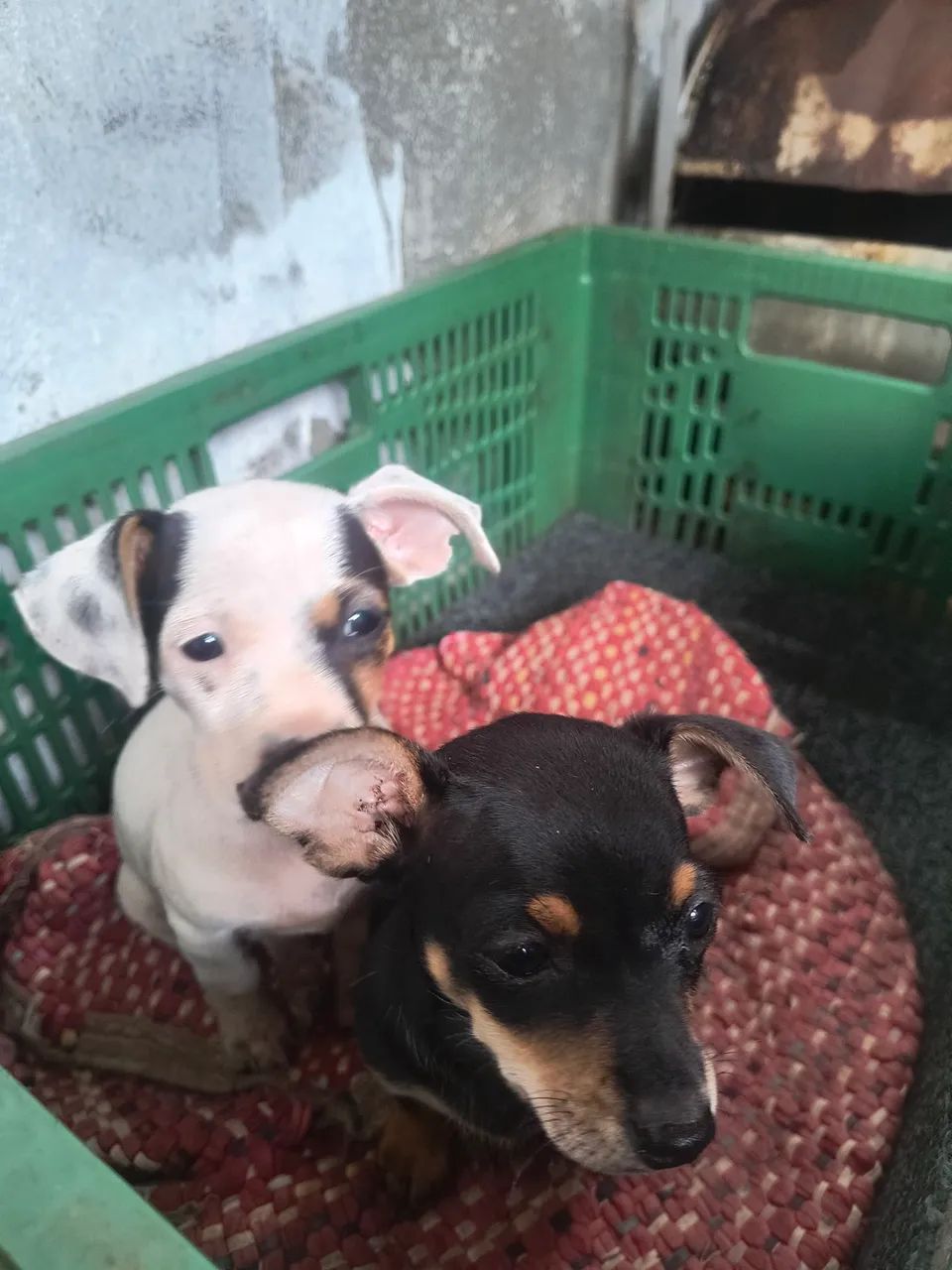 Vendo pinscher fêmea  - Foto 6