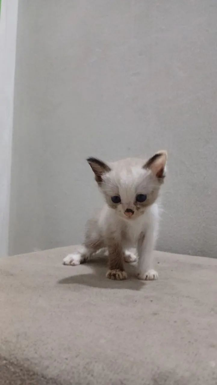 Gatos pra doacao  - Foto 3