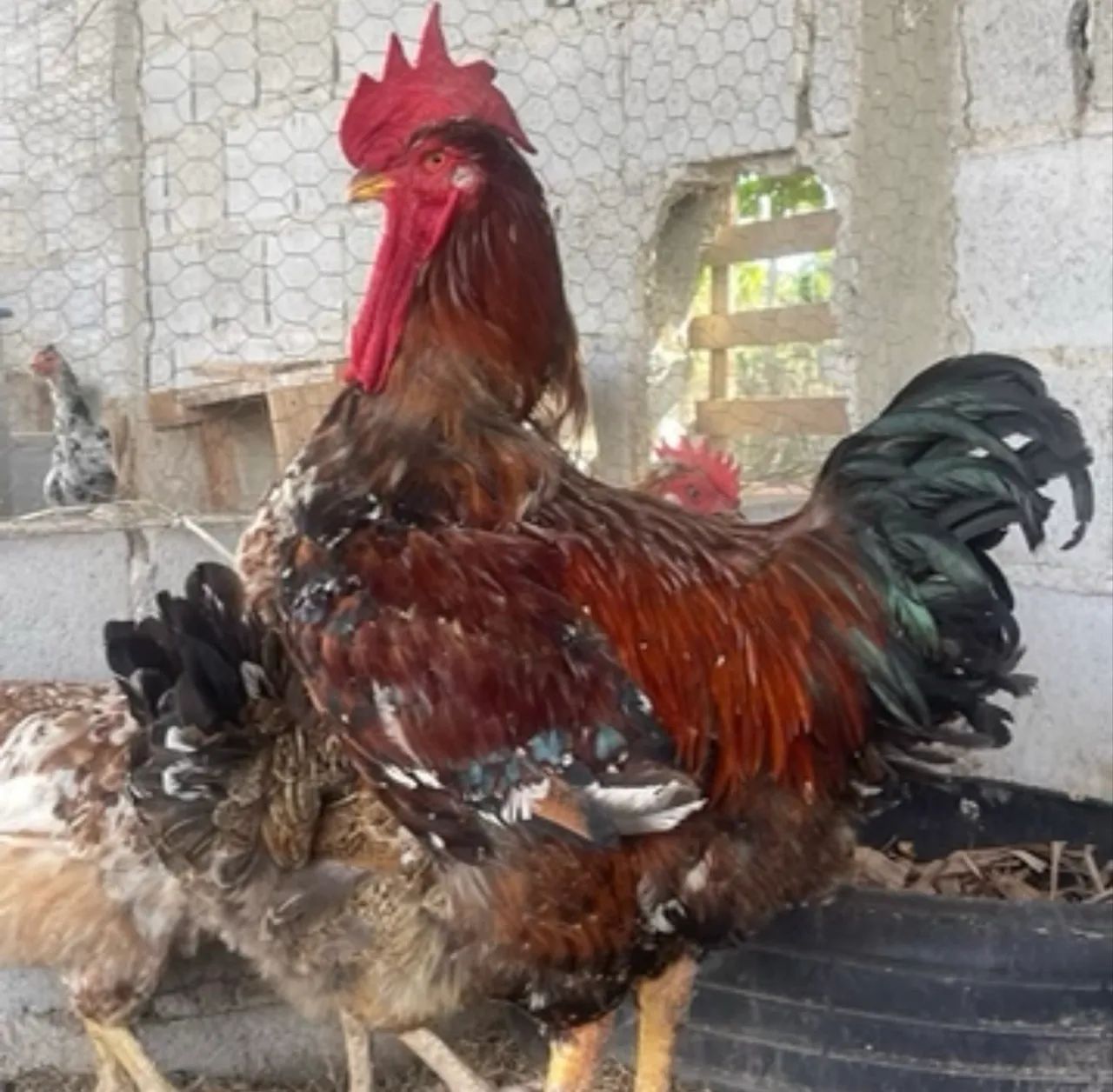 OVOS GALADOS GALINHA SERTANEJA BALÃO