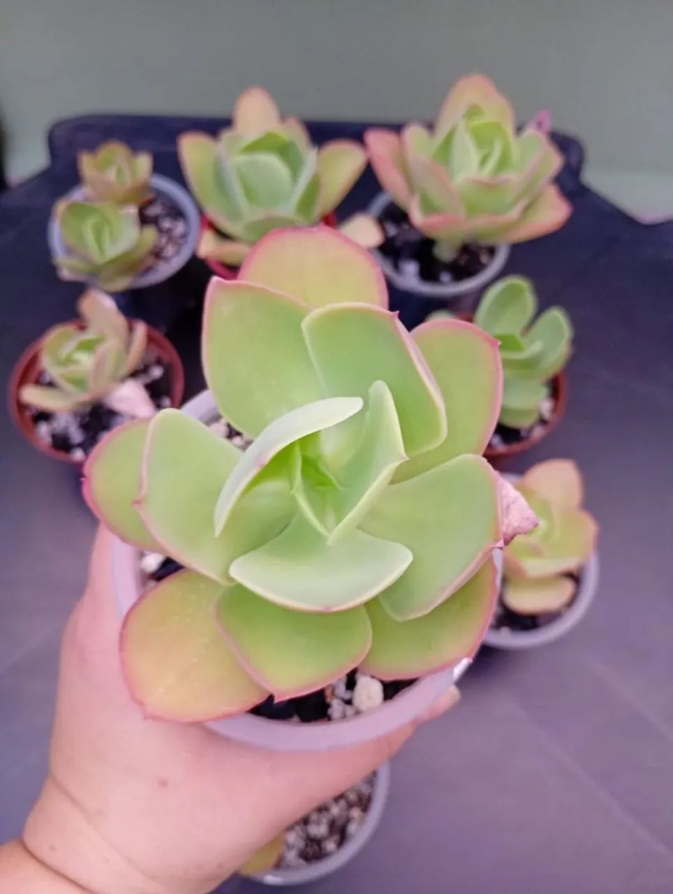 Suculenta Ech. Pálida lote com 10 vasos  - Foto 3