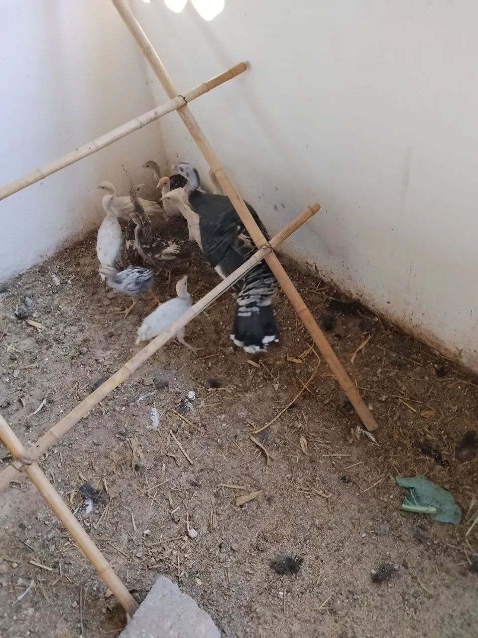 PERÚ E PERUA E PERUZINHOS  - Foto 2