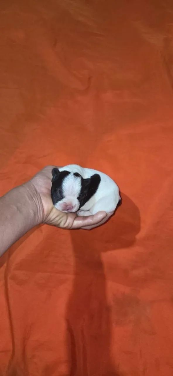 Bulldog Francês  - Foto 3