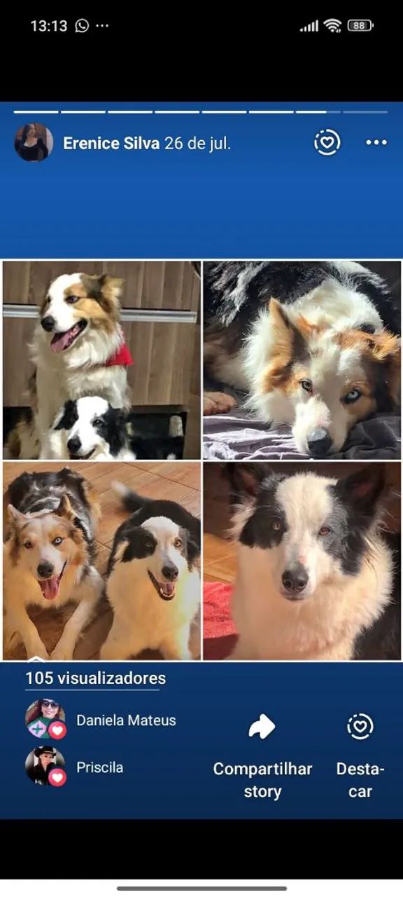 Filhotes de bodder collie - Foto 2