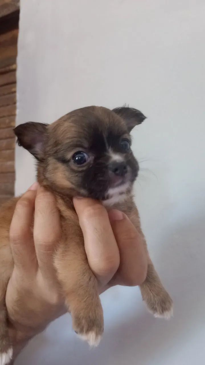 Chihuahua macho