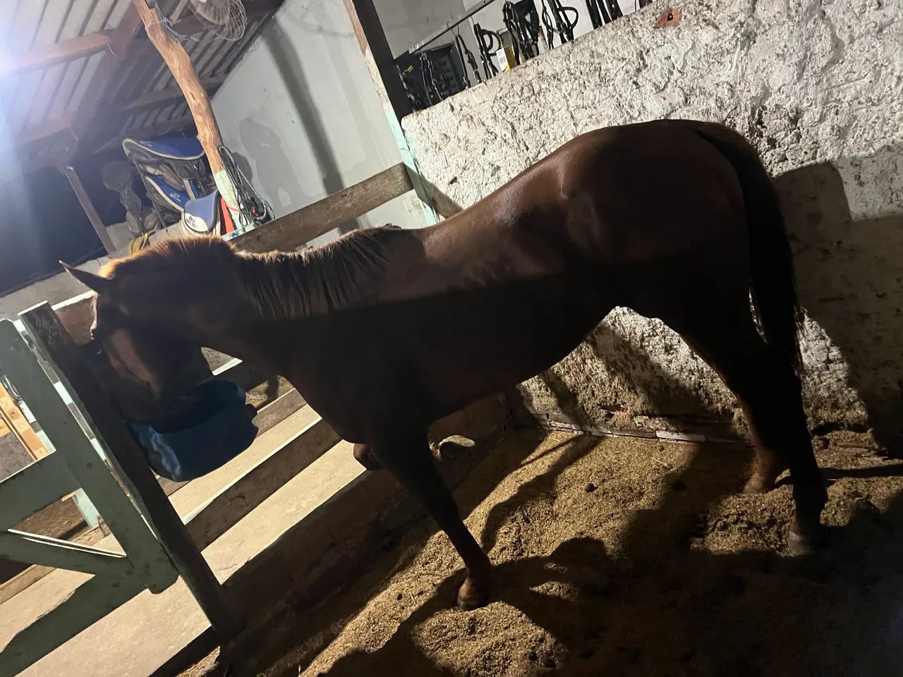 Cobertura cavalo quarto de milha  - Foto 4