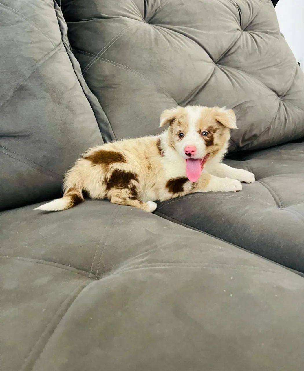 border collie  - Foto 3