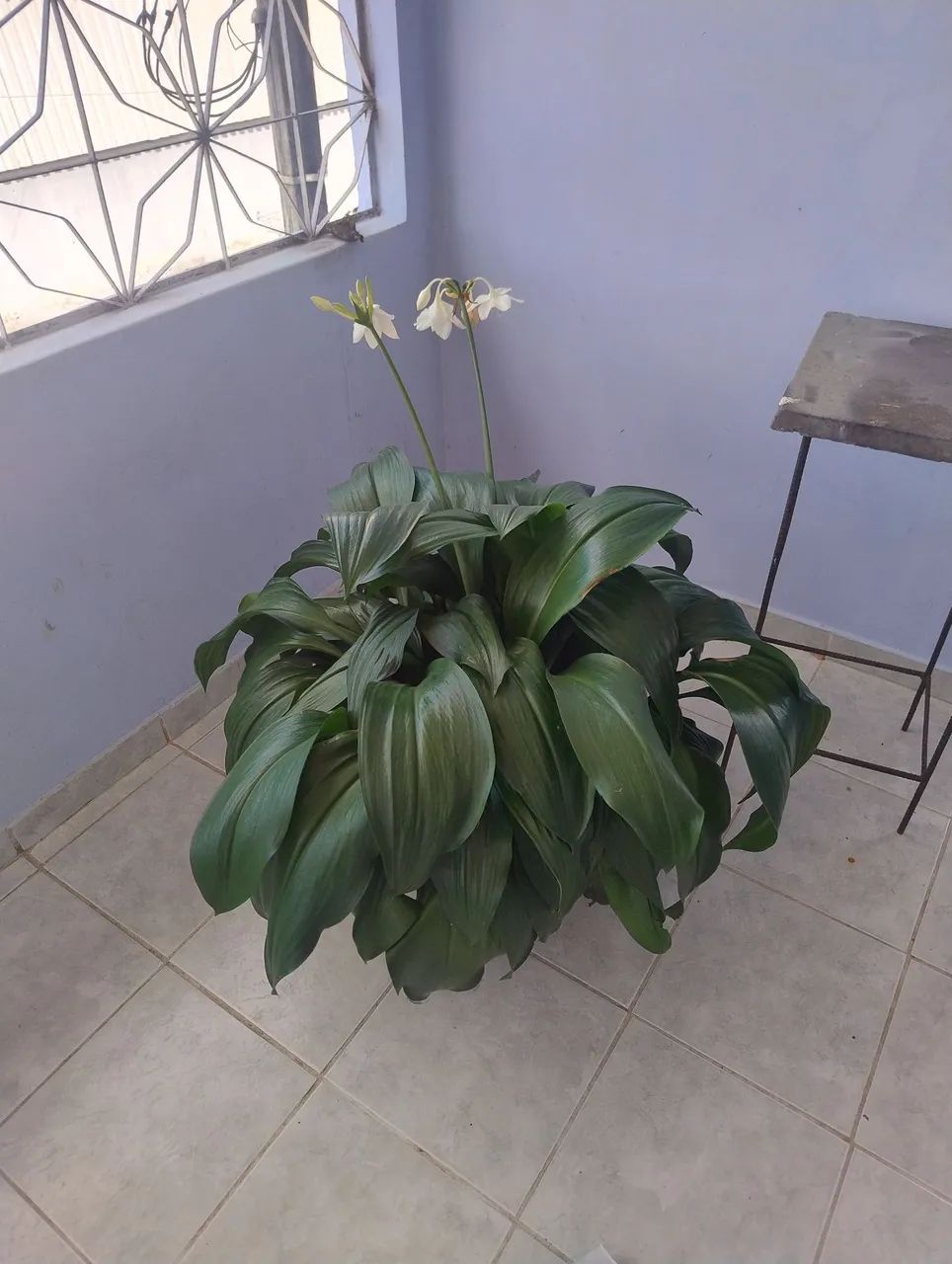 Plantas - Foto 2