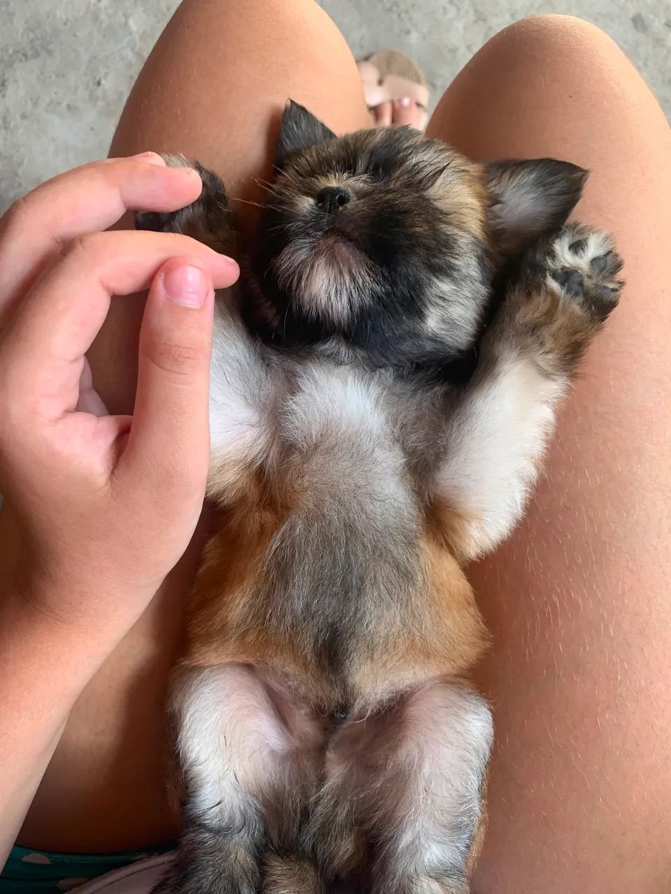 Lhasa apso  - Foto 3