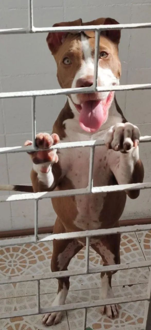 Vendo Pitbull Monster - Foto 2
