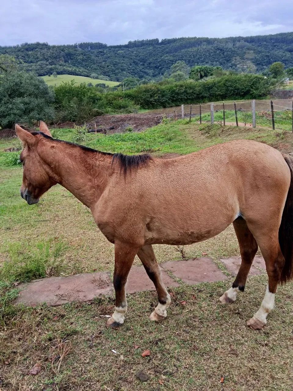 Potro petiço - Foto 6