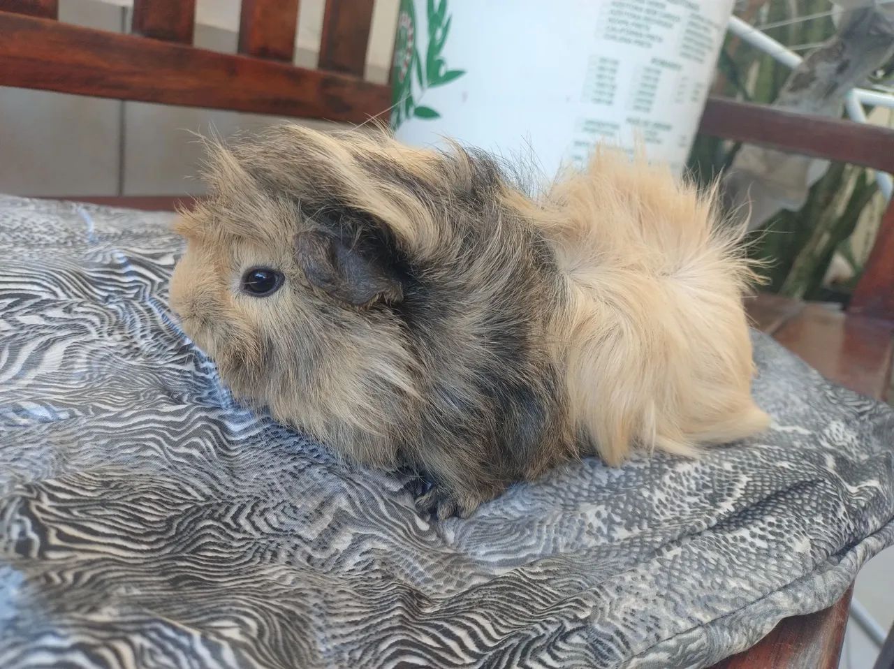 Seu pet ideal  - Foto 4