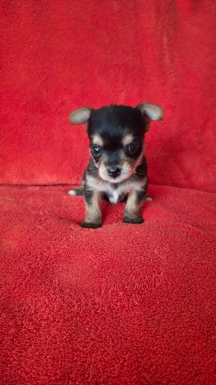 Filhotes ChihuahuaxYorkshire - Foto 2