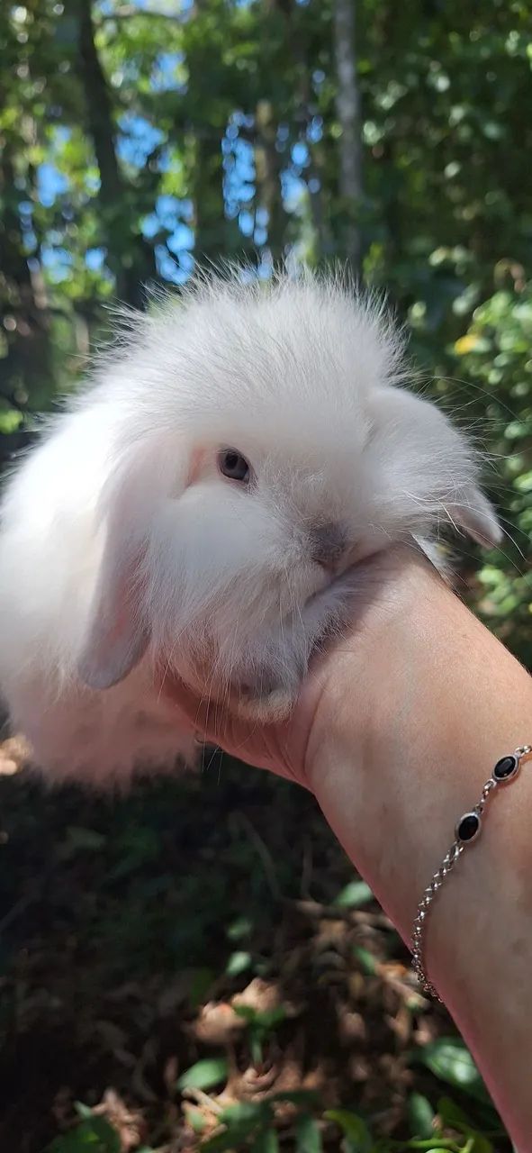 Lindos mini coelhos fuzzy lop - Foto 4