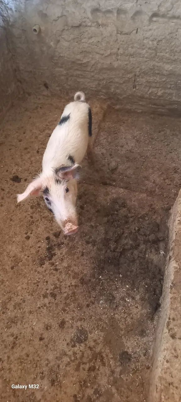 Suínos pequenos  - Foto 3