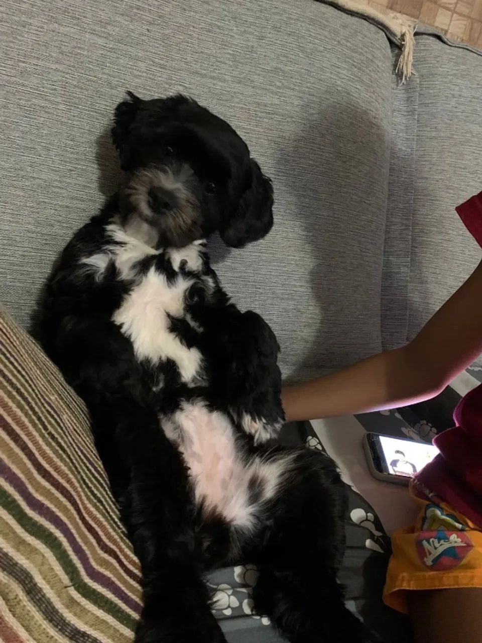 Cachorro para adoção  - Foto 2