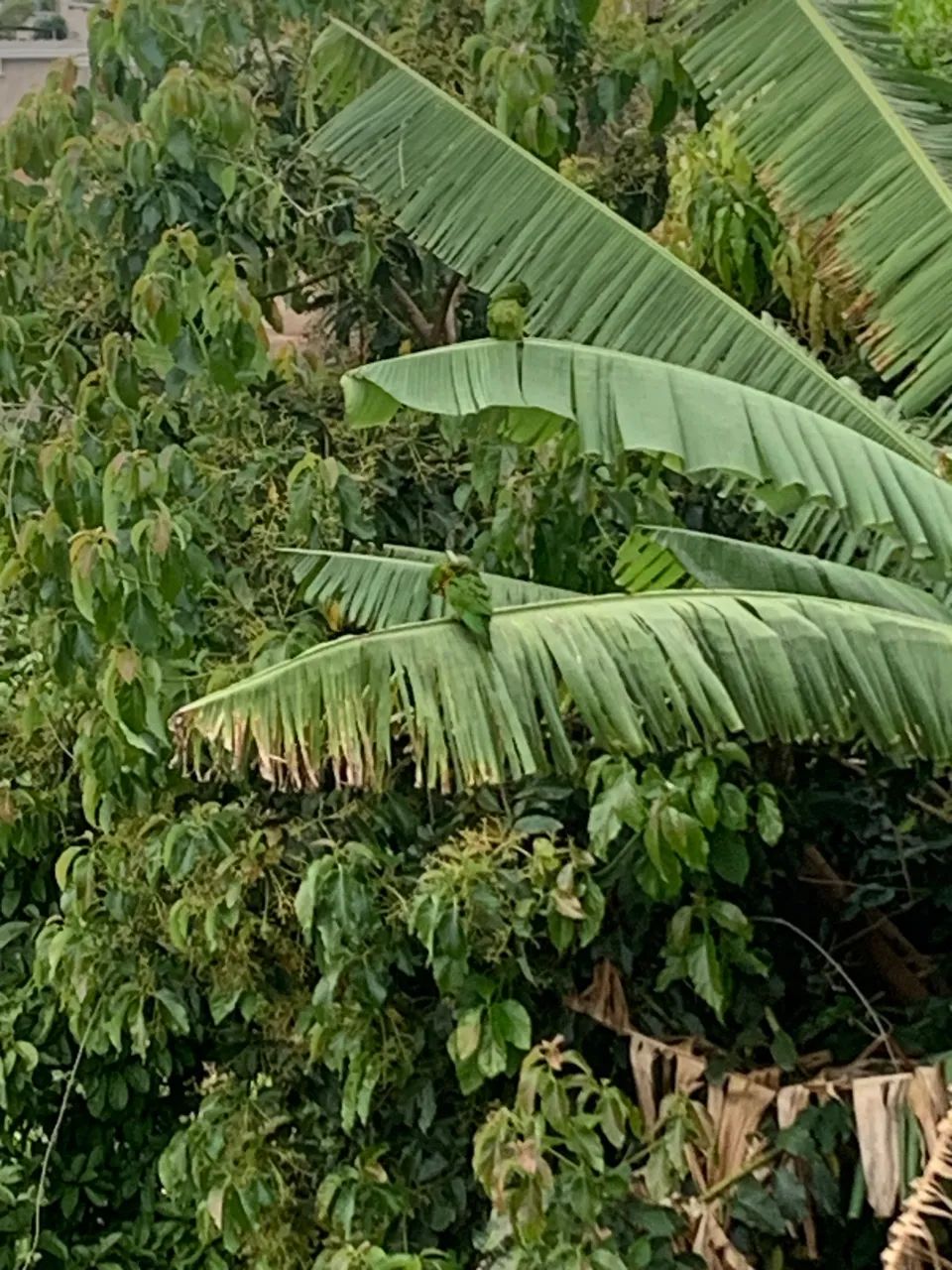 iPhone XR 128  - Foto 2