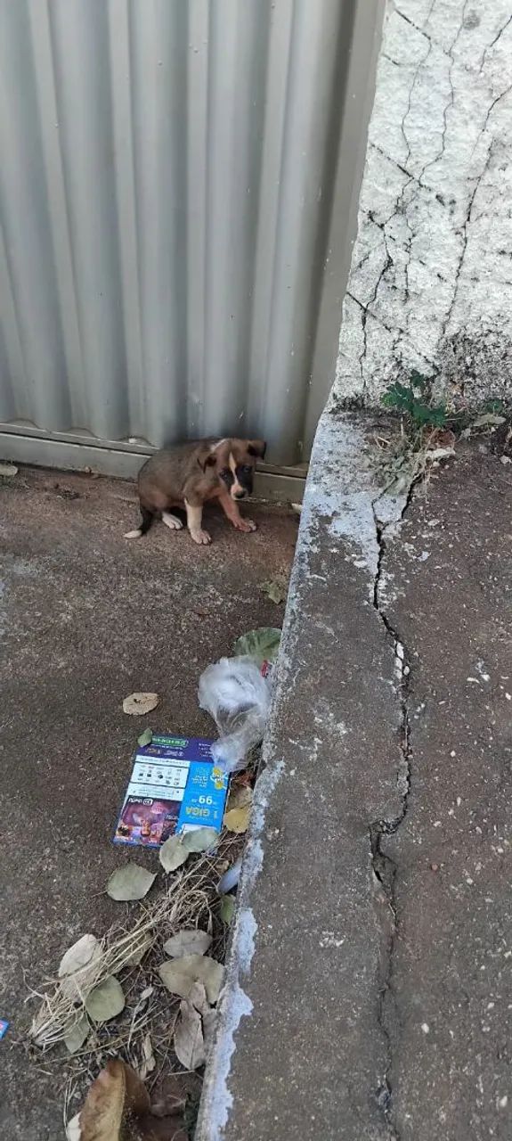 Doação cachorro