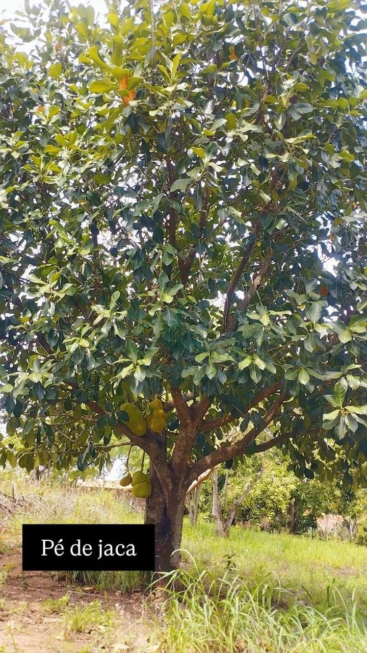 Sítio em Zona Rural Charqueadas - Charqueada - Foto 3