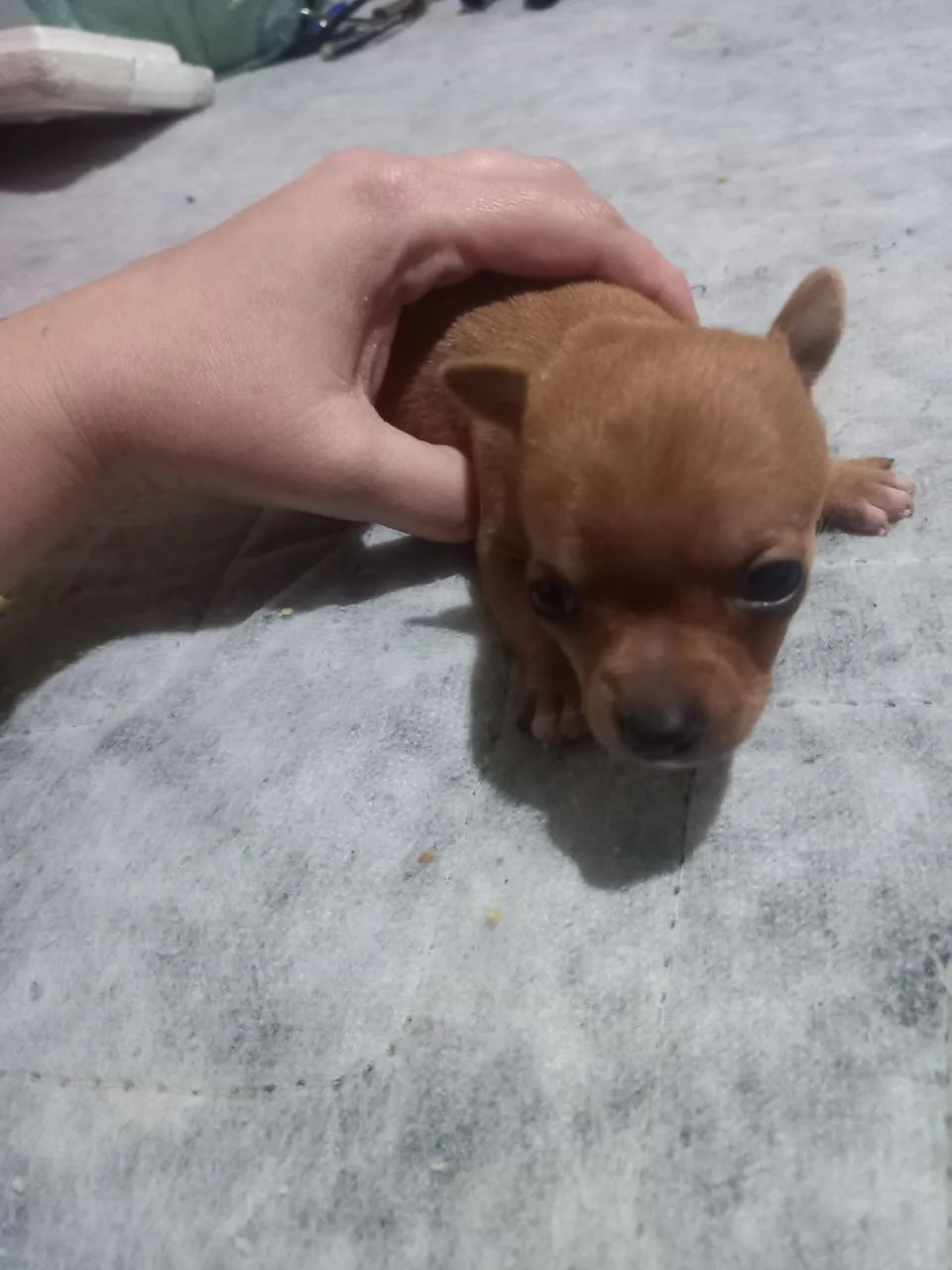 Pinscher macho 1 - Foto 3