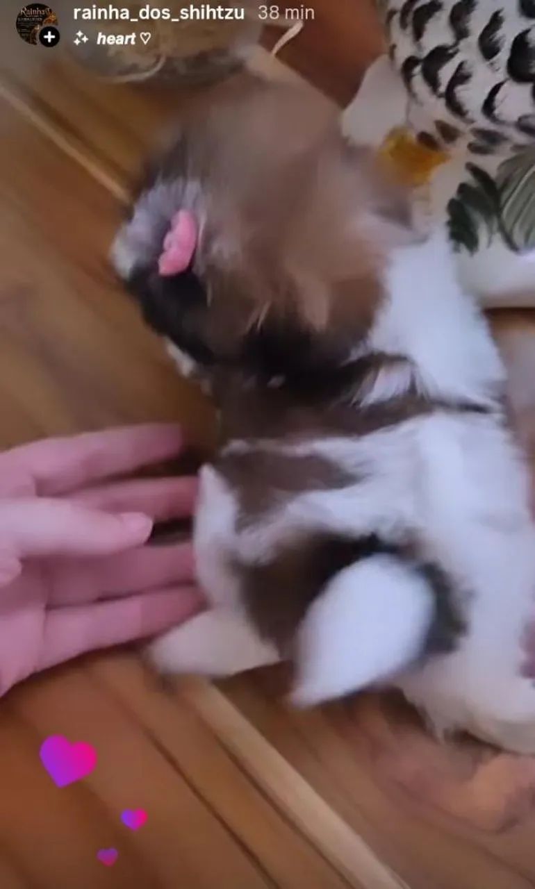 Shih-tzu  - Foto 3