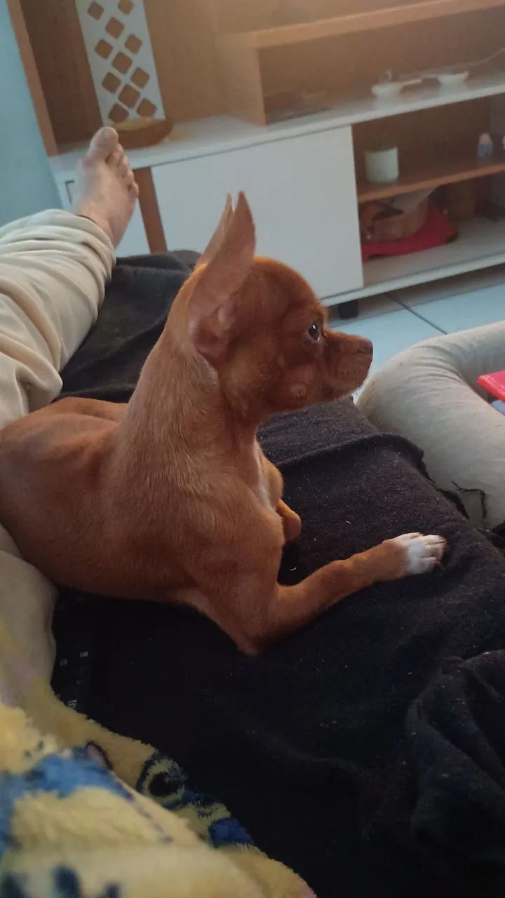 Filhotes se pinscher - Foto 2