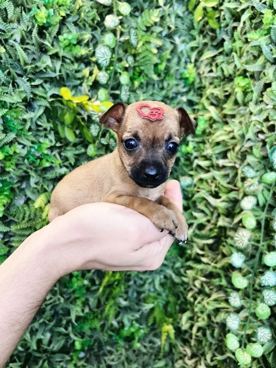 pinscher mini