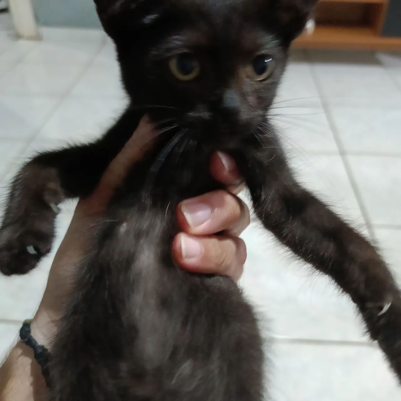 Doa-se filhote de gato - Foto 3