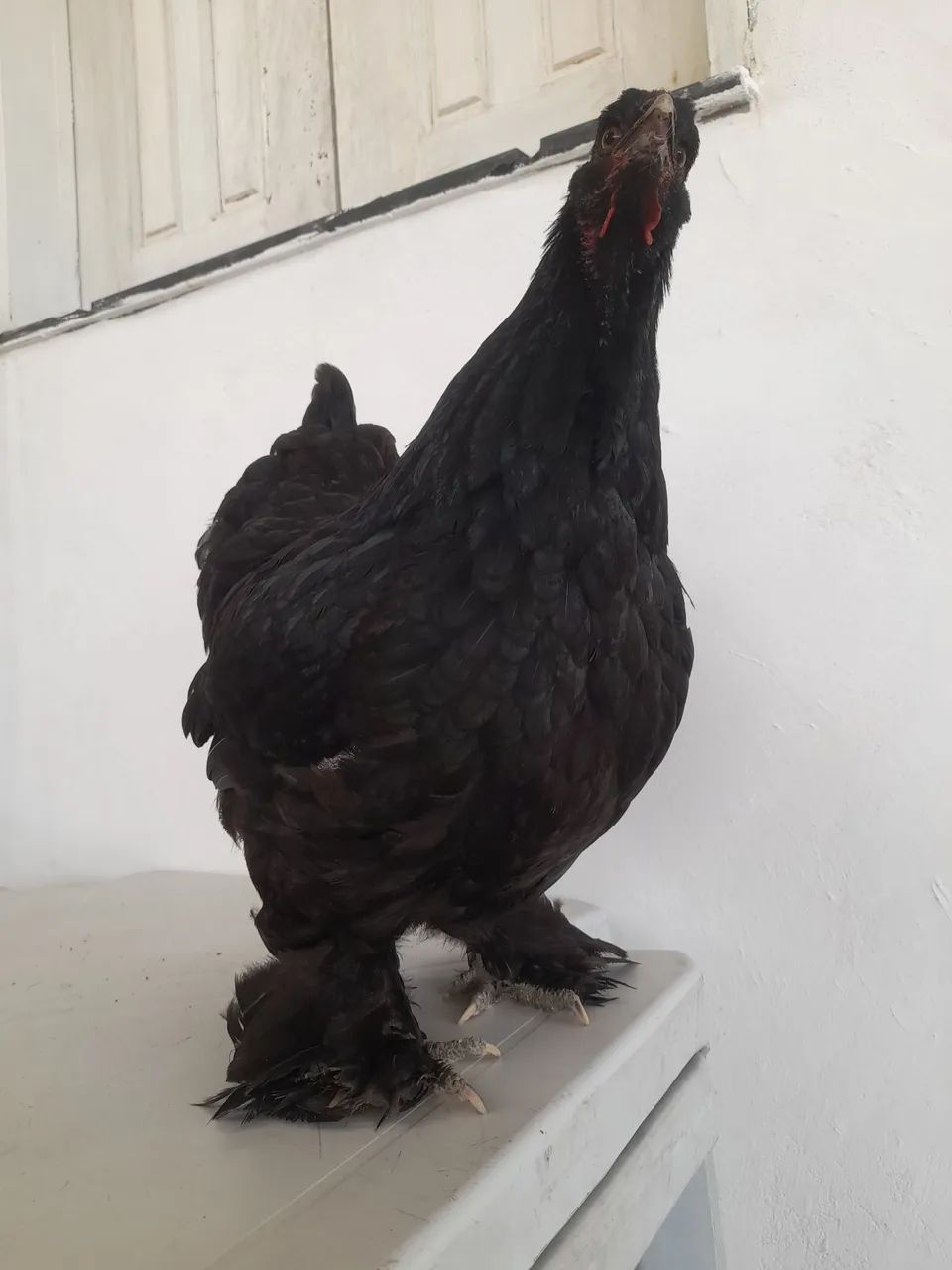 Galinha brahma - Foto 2