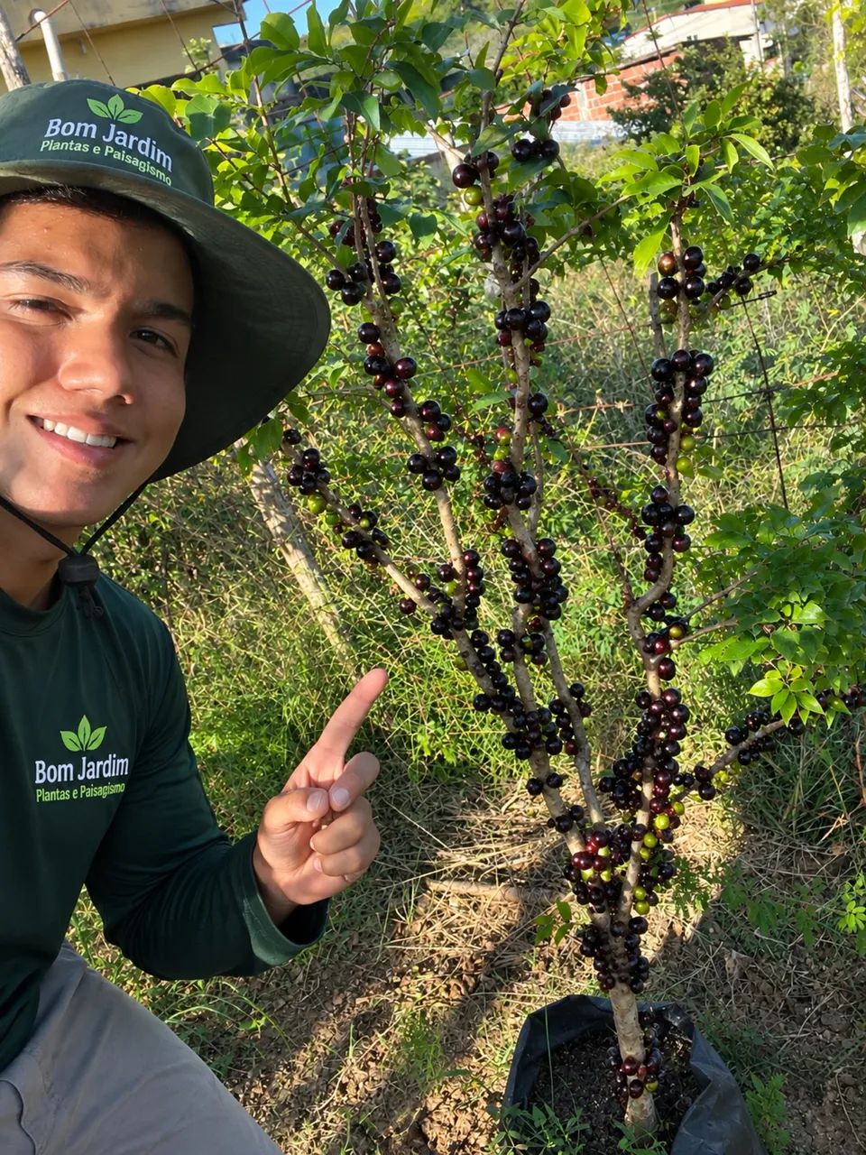 Jabuticabeira com frutos 