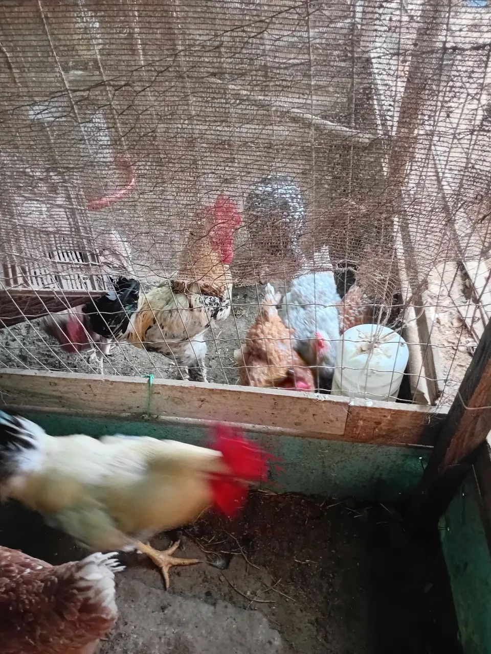 Galinha sertaneja balão  - Foto 6