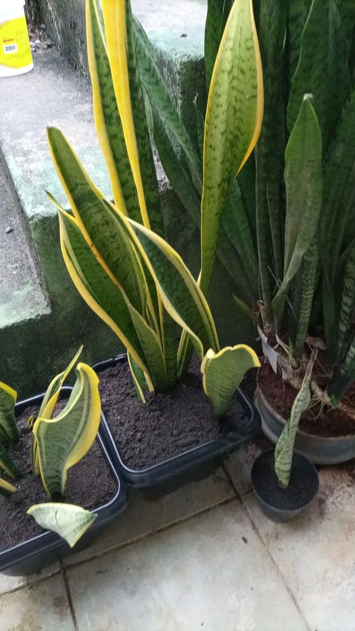 Espada de são jorge jarro com 3 mudas - Foto 2