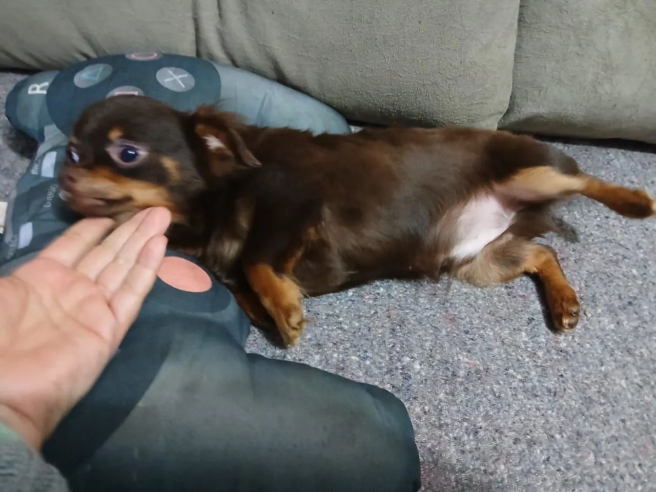 Chihuahua pelo longo - Foto 4