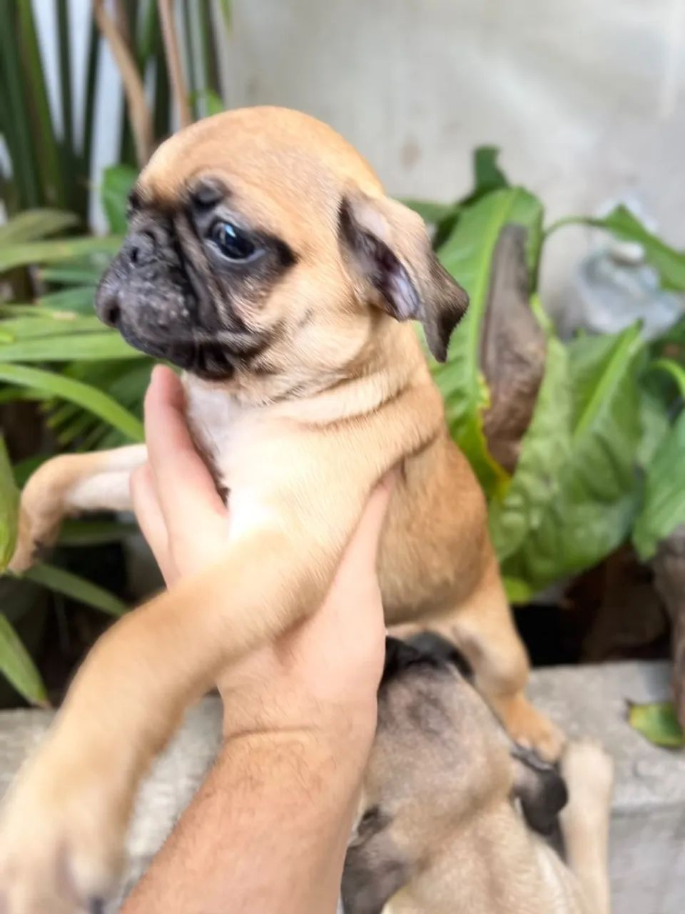Filhote de pug - Foto 3