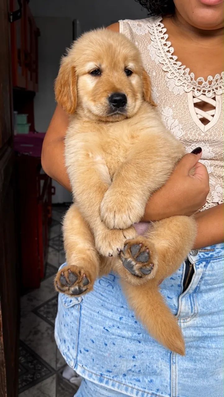 Golden  - Foto 4