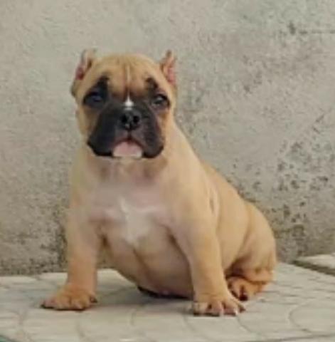 Filhotes de American bully - Foto 4